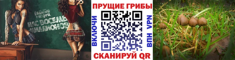 ОМГ ОМГ онион  Мостовской  площадка как зайти  Псилоцибиновые грибы MAGIC MUSHROOMS 